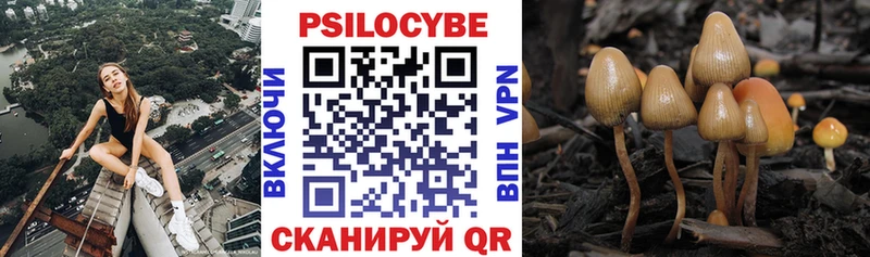 купить  сайты  Александровское  Псилоцибиновые грибы ЛСД 